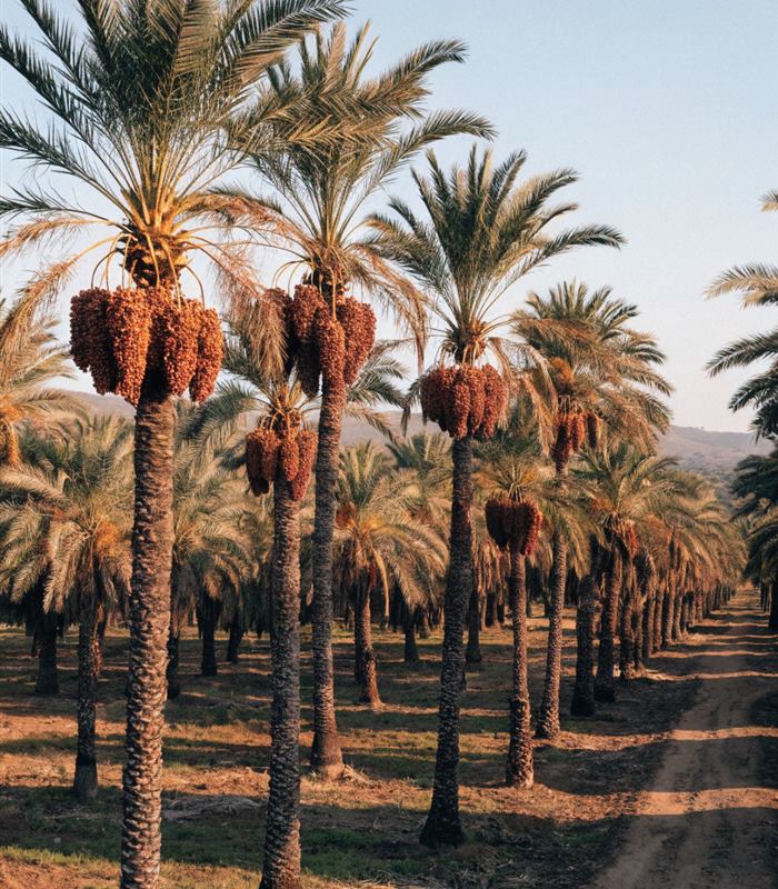 Algerian date palm groves at harvest time
